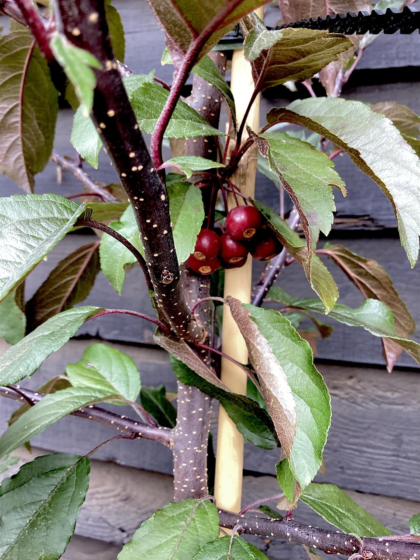 Crab apple | Malus Royal Raindrops - 160-180cm - 12lt