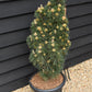 Pinus nigra 'Komet' | Dwarf Mountain Pine - Height 100-110cm - Width 40cm - 25