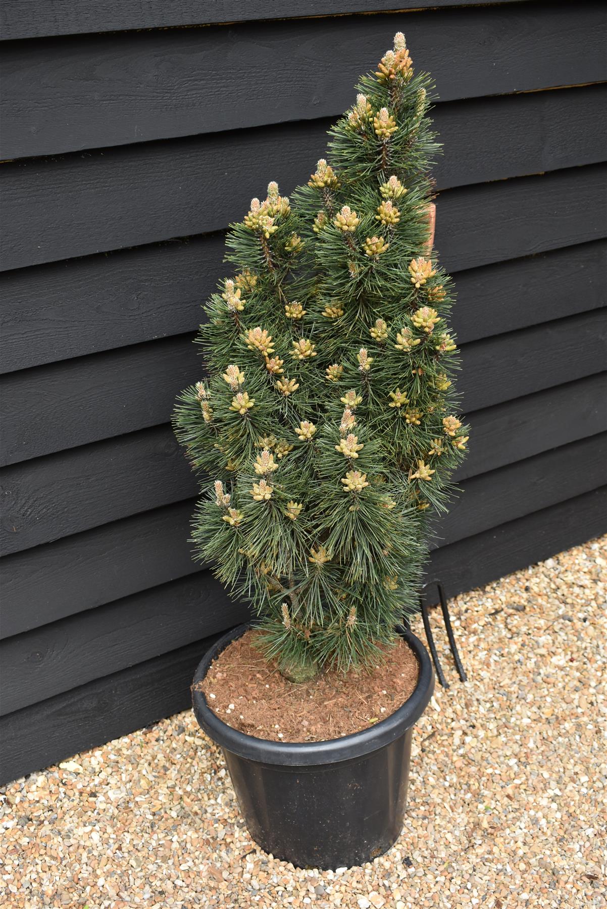 Pinus nigra 'Komet' | Dwarf Mountain Pine - Height 100-110cm - Width 40cm - 25