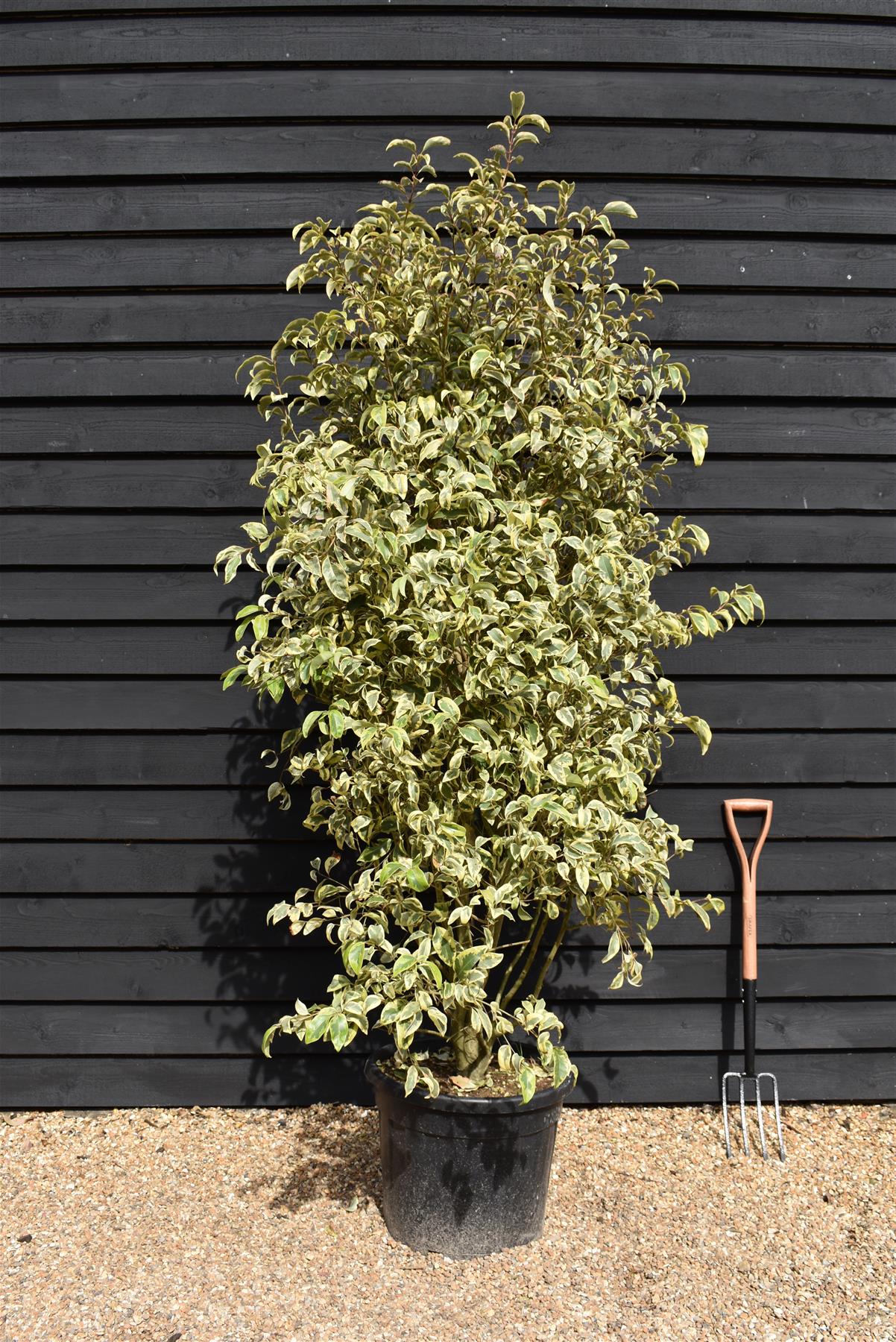 Ligustrum Japonica 'Variegatum' | Japanese Privet - Height - 220-250cm - 55lt