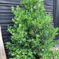 Ilex 'Nellie R. Stevens' | Holly  - Cone - Bushy - Height 300cm - 230lt