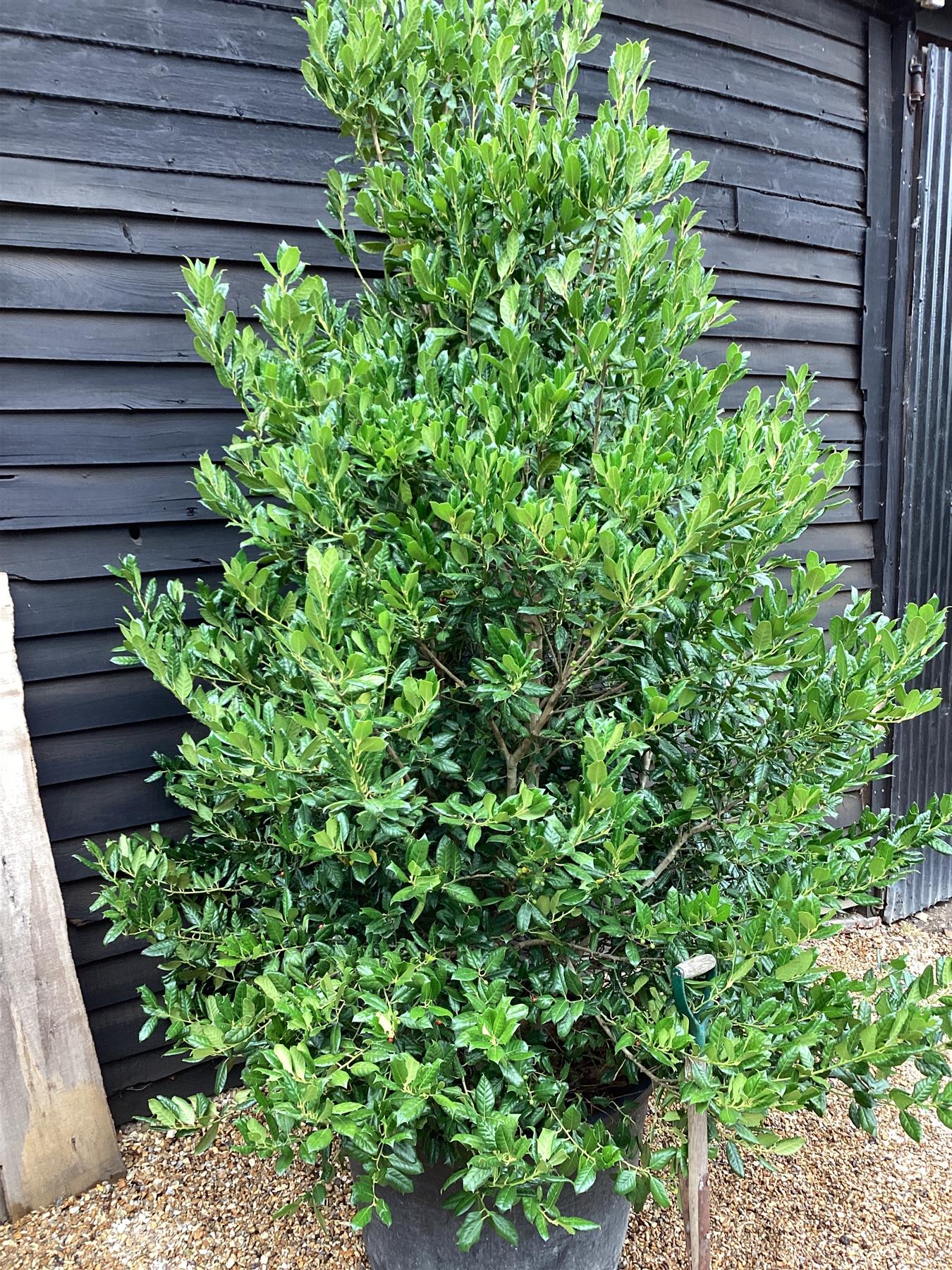 Ilex 'Nellie R. Stevens' | Holly  - Cone - Bushy - Height 300cm - 230lt