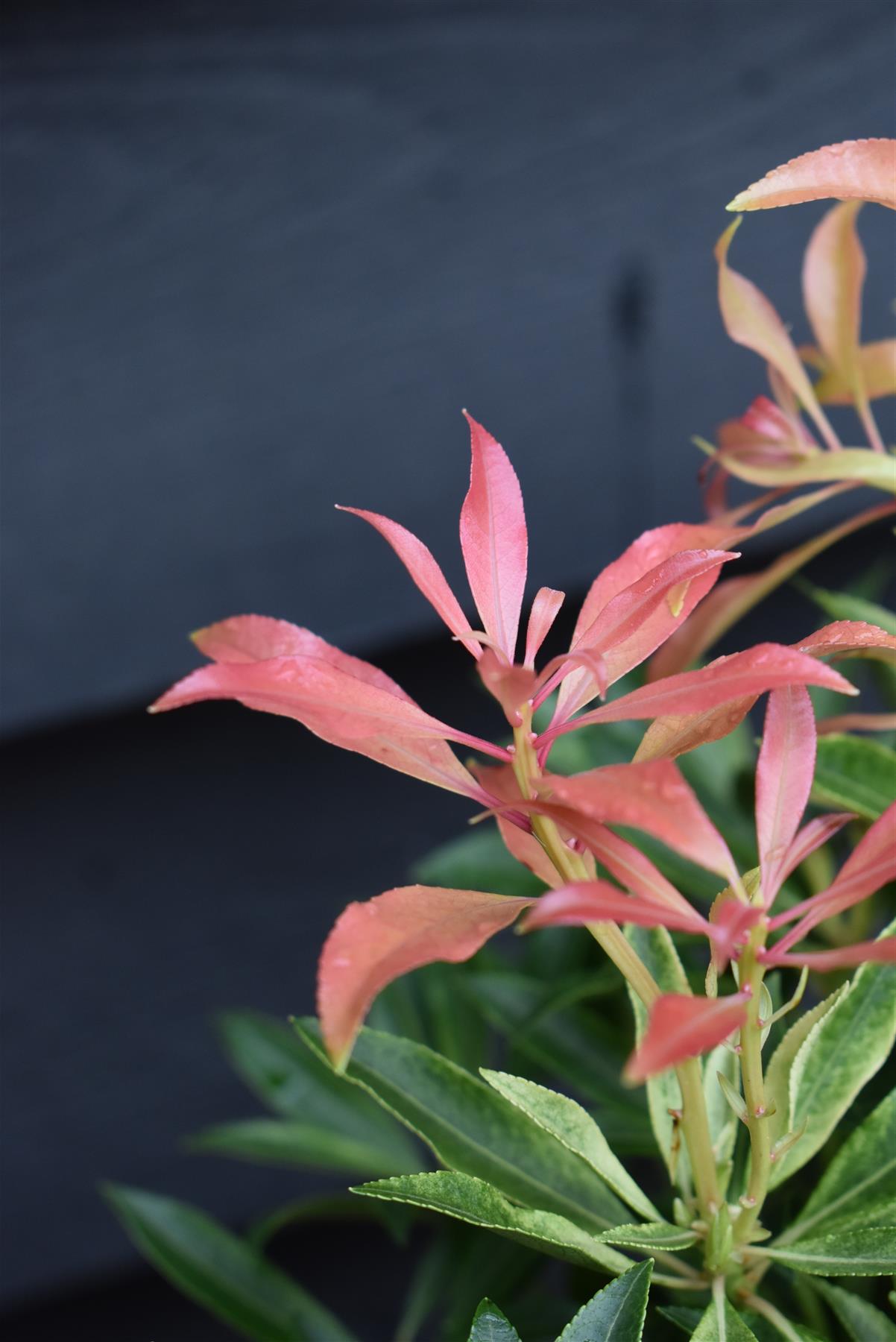 Pieris 'Forest Flame' - Shrub - Height 30-40cm - Width 40cm - 7lt