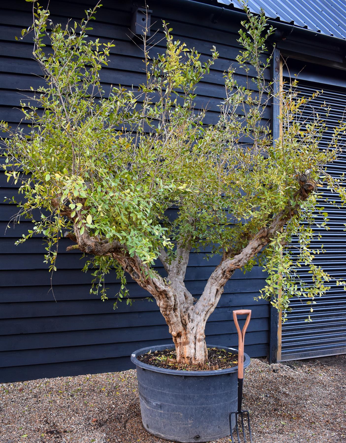 Pomegranate | Punica granatum - Mature Specimen - 3 Branches - Height 240-280cm - 350lt