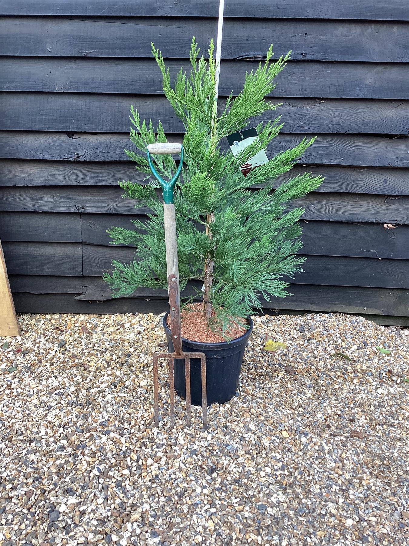 Sequoiadendron giganteum | Giant redwood - Height 100cm - Width 80-100cm - 25lt