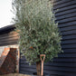 Olive Tree | Olea Europea - Very Bushy - Short Stem 40-60cm - Girth 40-45cm - Height 150-180cm - 70lt