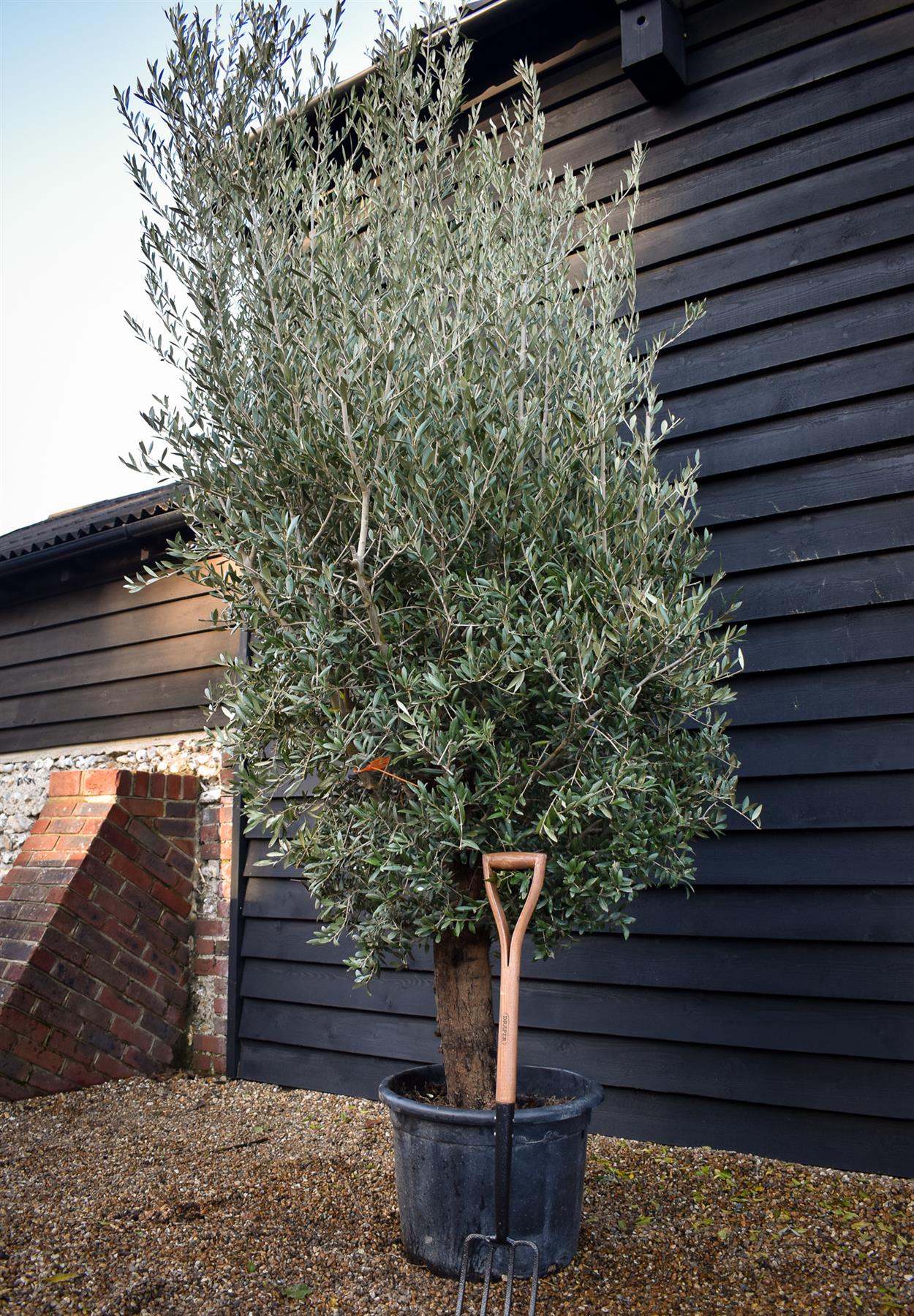 Olive Tree | Olea Europea - Clear Short Stem 40-60cm - Girth 40-45cm - Height 150-180cm - 70lt