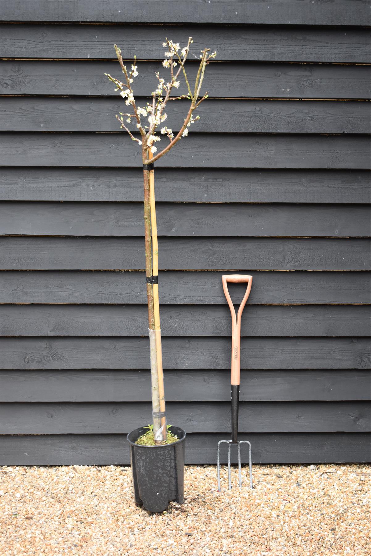 Plum tree 'Oullins Gage' | Prunus domestica - 150-160cm - 10lt