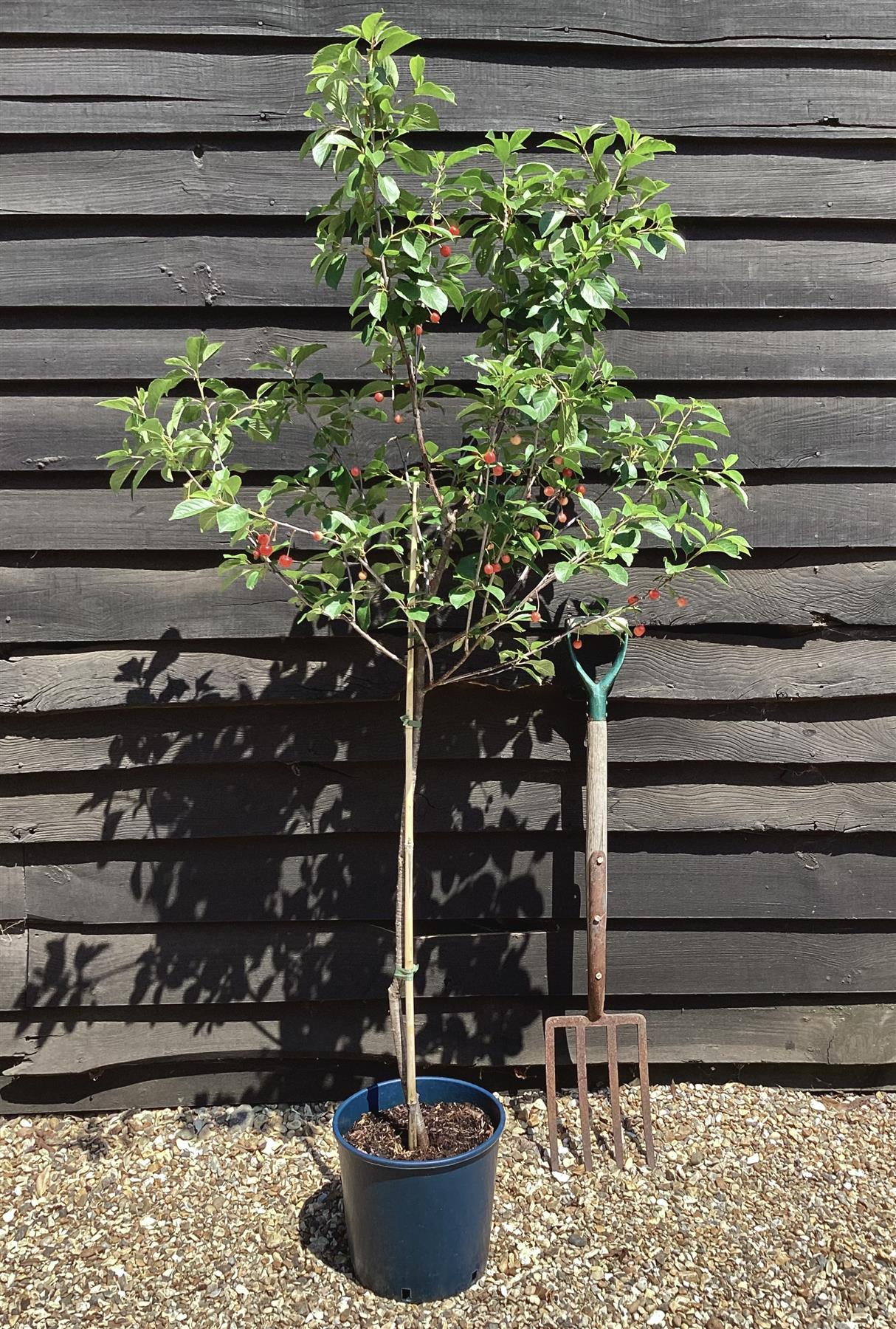 Sour Cherry 'Morello', Clear Stem - 200-250cm, 10lt