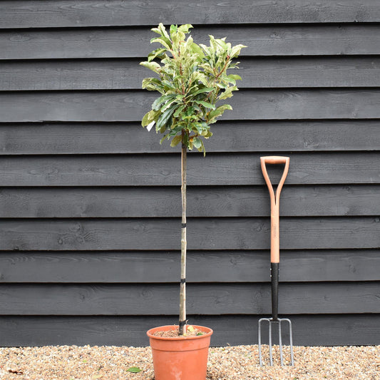 Photinia serratifolia Pink Crispy - Clear Stem 90cm - Height 120cm - 7lt5lt