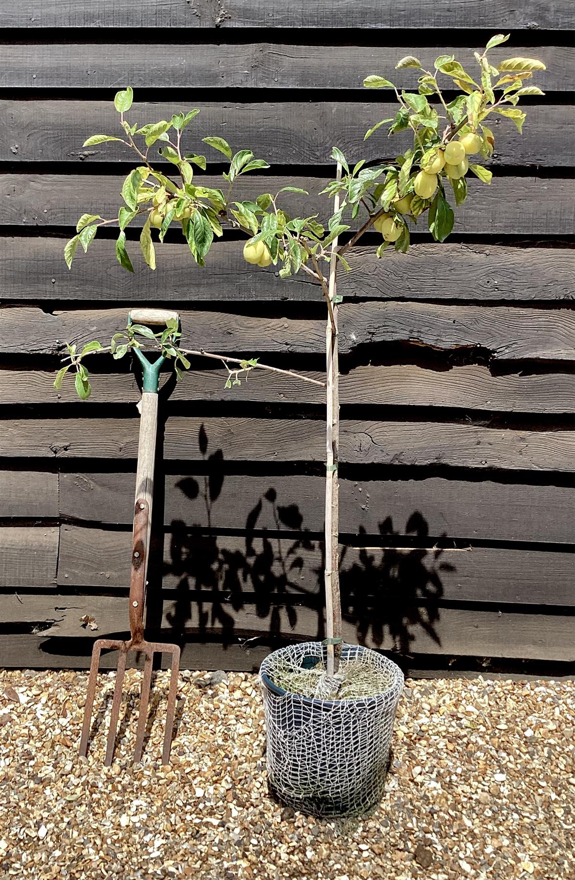 Prunus domestica 'Victoria' Plum Tree - 150-180cm, 10lt