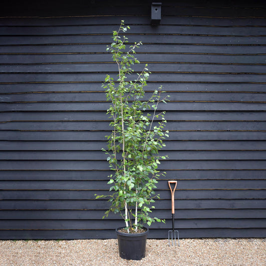 Betula utilis jacquemontii | Kashmir Birch - Multistem - Height 350-400cm, 45lt