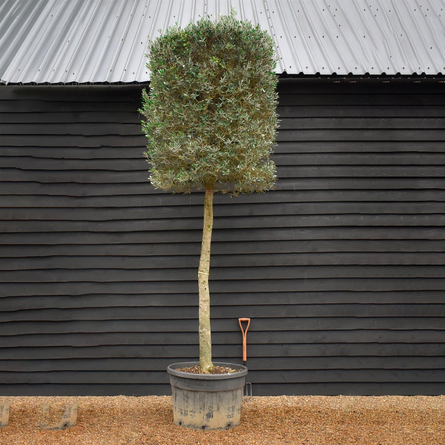 Olive Tree - Standard | Olea Europea - Clear Stem - Girth 26-32cm - Height 310-350cm - 230lt