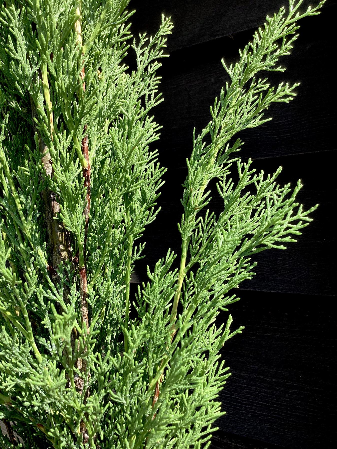 Italian Cypress | Cupressus sempervirens Totem - 50cm - 5lt