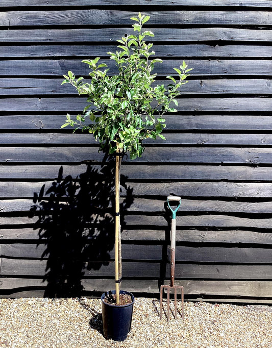 Apple tree 'Idared' | Malus domestica - 150-160cm - 10lt