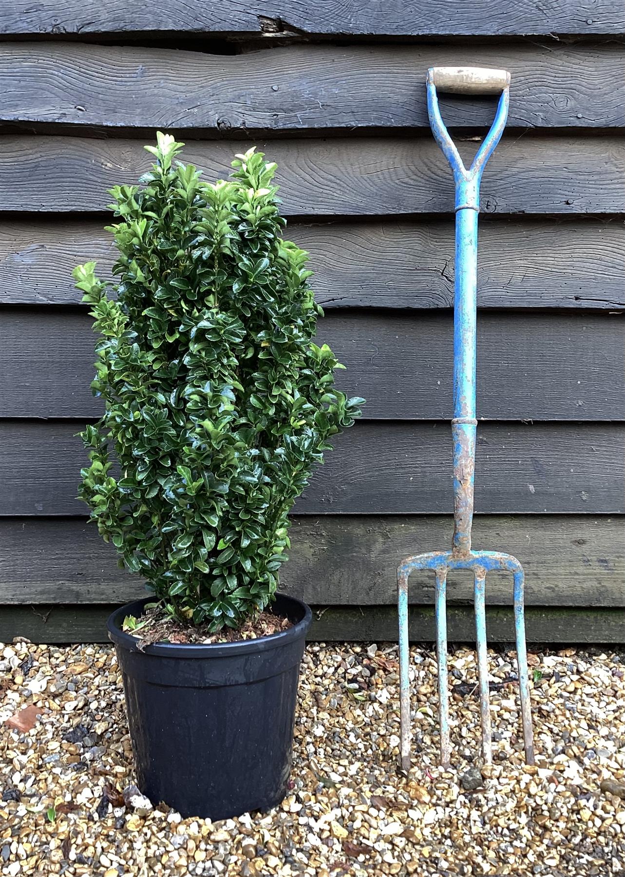 Euonymus japonicus 'Benkomasaki' | Japanese spindle - Height 30-50cm - 3lt