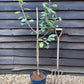 Apple tree 'Red Devil' | Malus domestica - M26 - Dwarfing - 150-160cm - 20lt