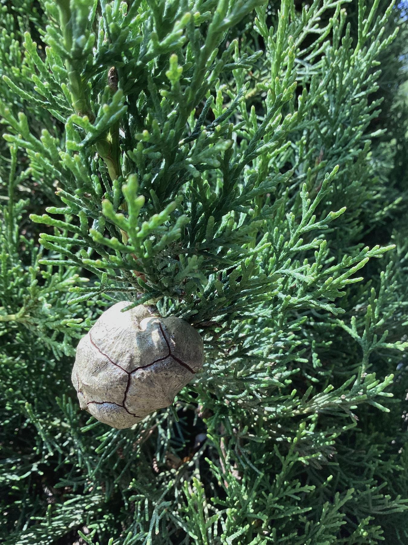 Cupressus sempervirens (Italian Cypress) - 550/580cm, 150lt