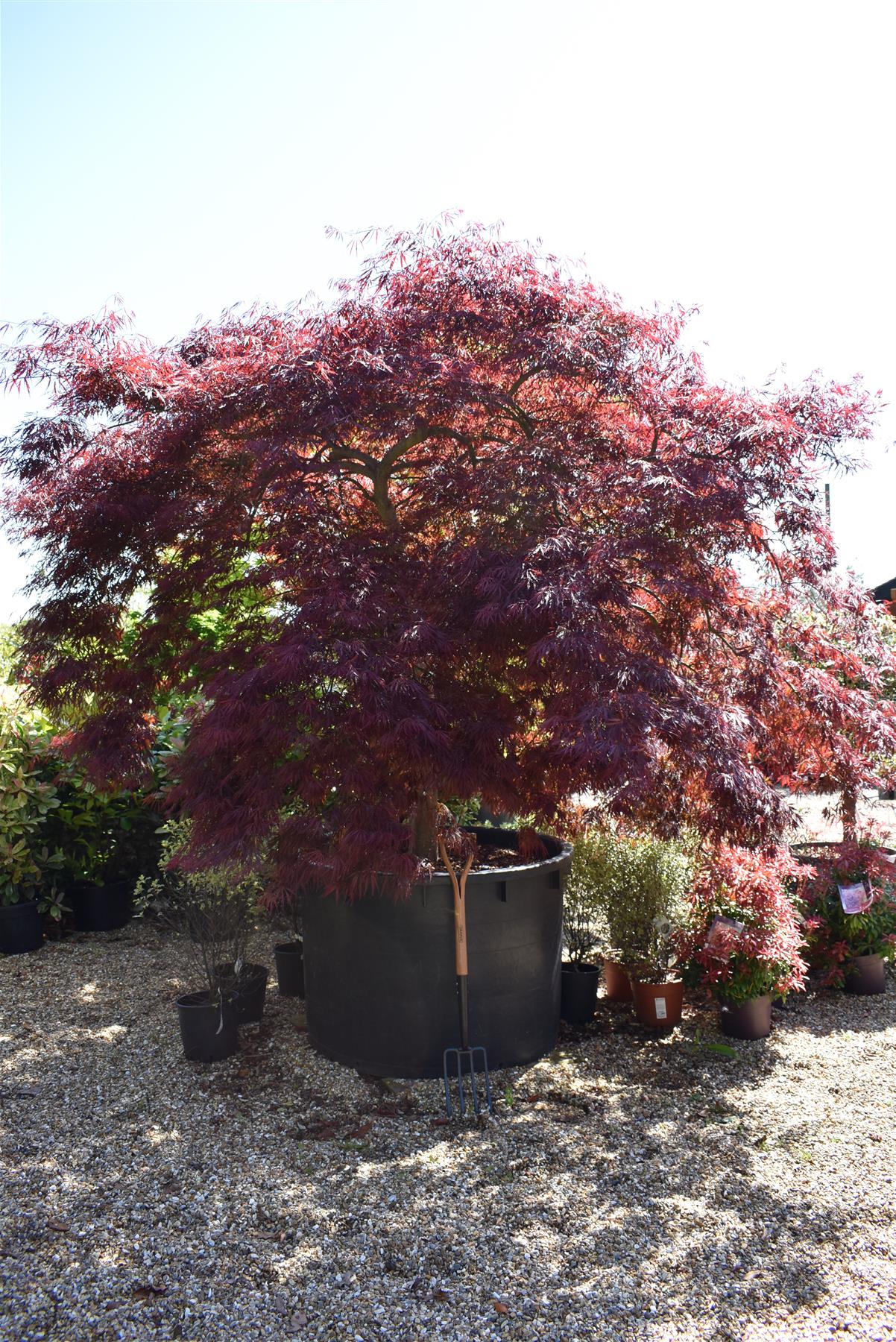 Acer palmatum 'Garnet' | Garnet Japanese Maple - Girth 34cm - 350-360cm - 600lt