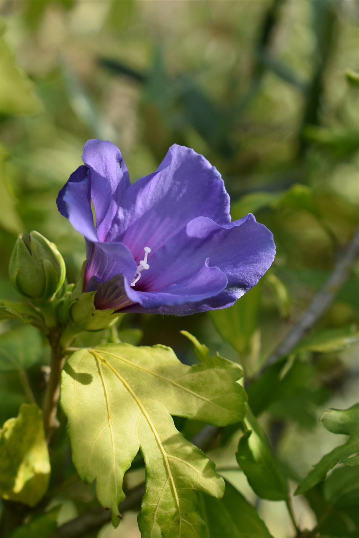 Hibiscus syriacus 'Oiseau Bleu' Rose of Sharon - 50-60cm, 3lt