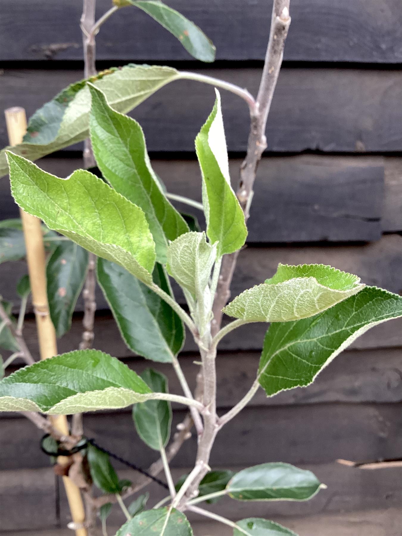 Apple tree 'Cox Orange Pippin' | Malus domestica - M27 - Ultra-Dwarfing - 130-140cm - 10lt