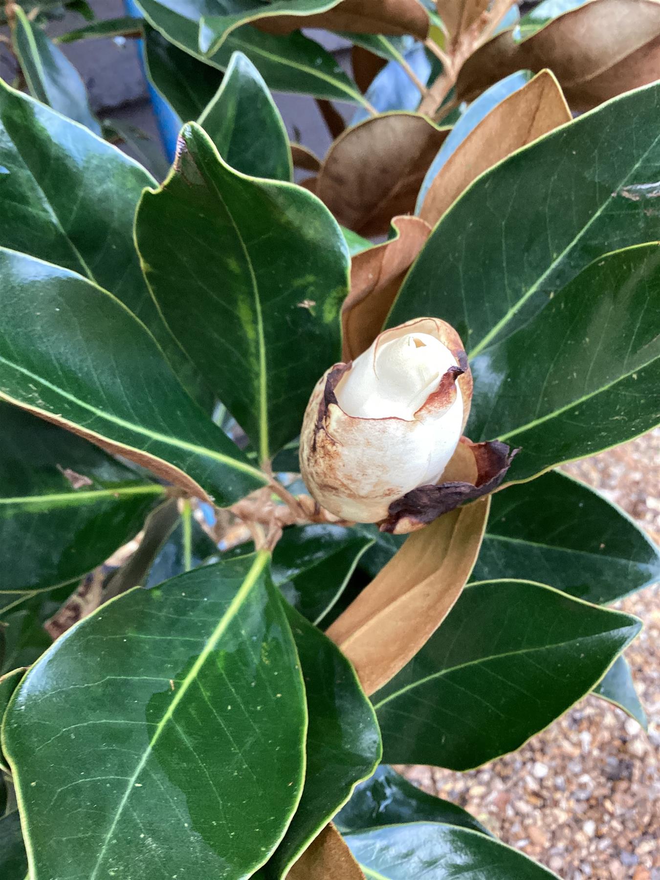 Magnolia grandiflora Little Gem | Southern Magnolia ‘Little Gem’ - Bushy - Tree - Height 180-200cm - 30-35lt