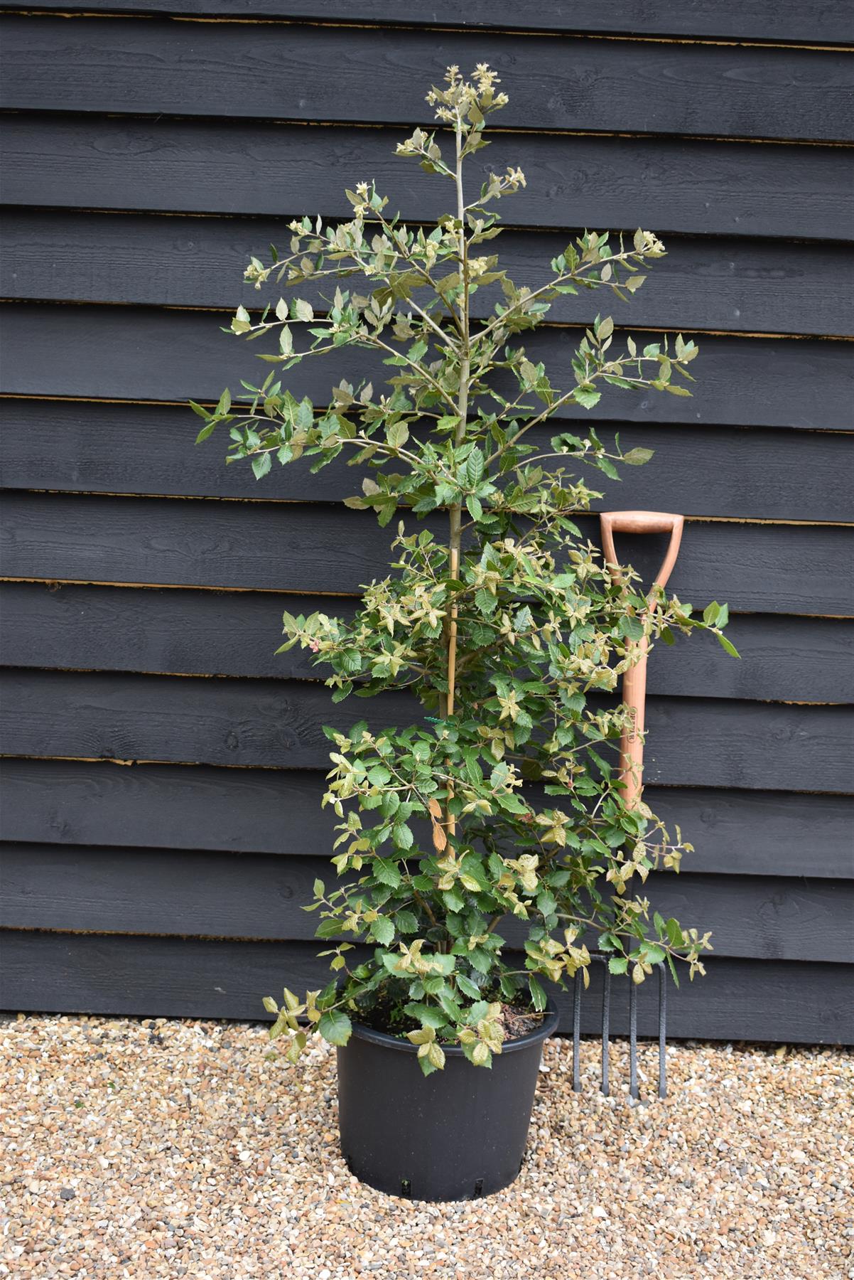 Holm Oak | Evergreen Oak | Quercus Ilex - Bushy - 130-160cm - 20lt