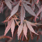 Acer palmatum 'Sumi-nagashi' | Japanese maple 'Suminagashi' 'Sumi nagashi' - Bushy - 100-150cm -15lt