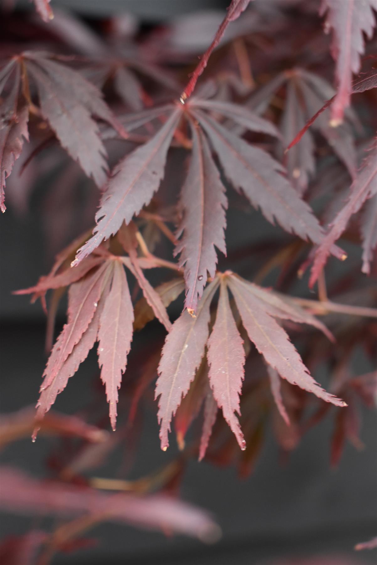 Acer palmatum 'Sumi-nagashi' | Japanese maple 'Suminagashi' 'Sumi nagashi' - Bushy - 100-150cm -15lt