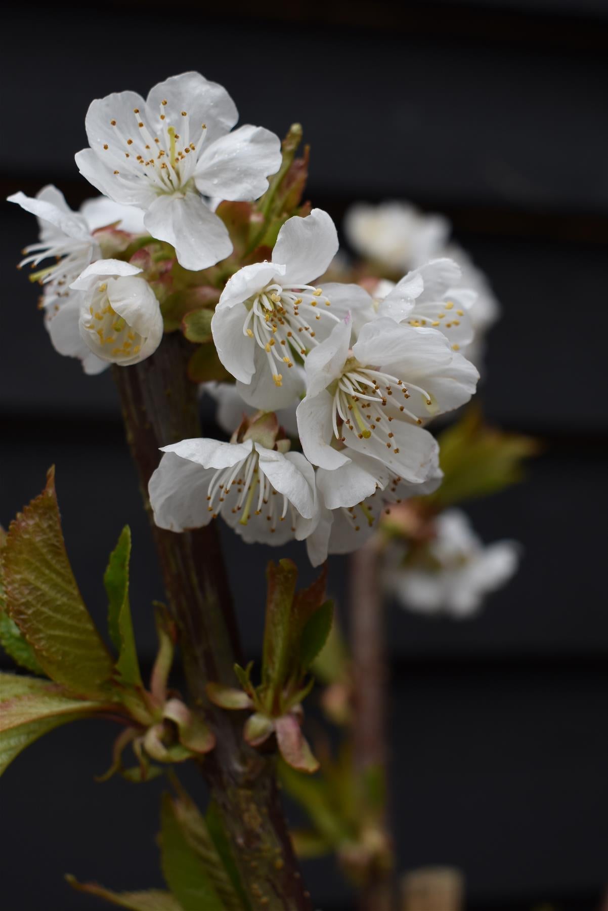 Plum tree 'Oullins Gage' | Prunus domestica - 150-160cm - 10lt