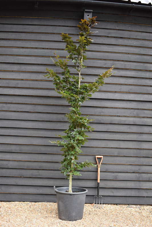 Fagus Sylvatica Purpurea | Copper Beech -  Girth 8-10cm - Height 280-300cm - 70lt