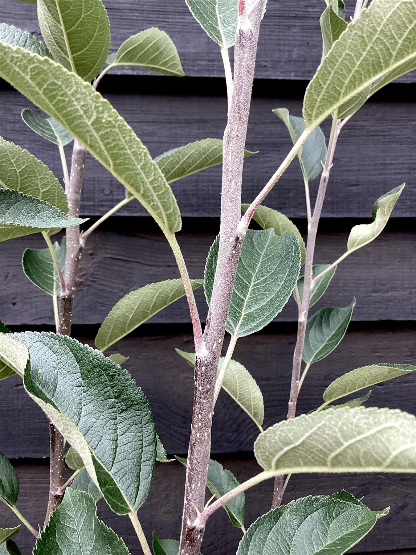 Apple tree 'Laxton's Superb' | Malus domestica - MM106 - Semi-Dwarfing - 150-160cm - 10lt