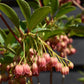 Enkianthus 'Pagoda' | Pagoda Bush - 120-160cm, 20lt