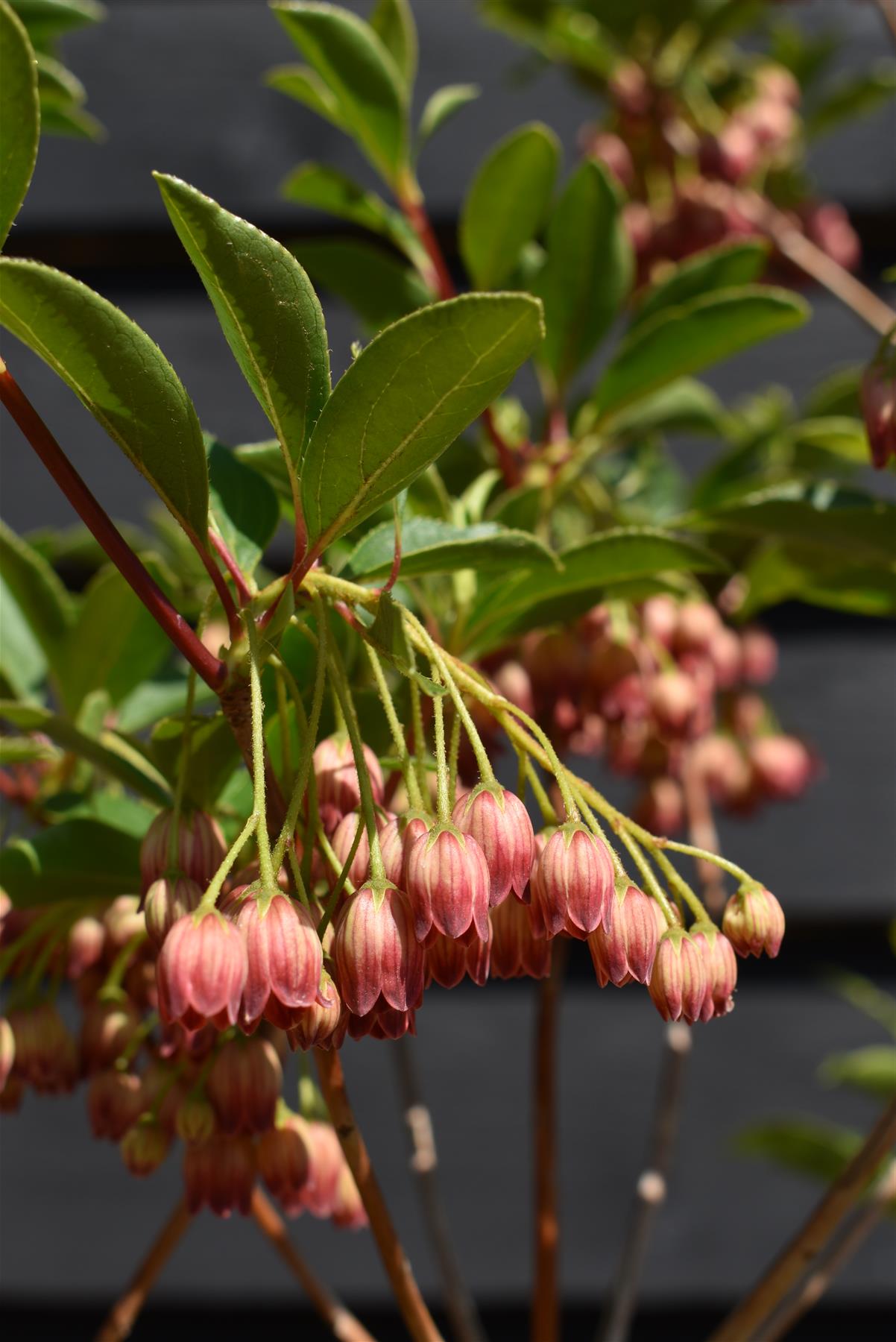 Enkianthus 'Pagoda' | Pagoda Bush - 120-160cm, 20lt