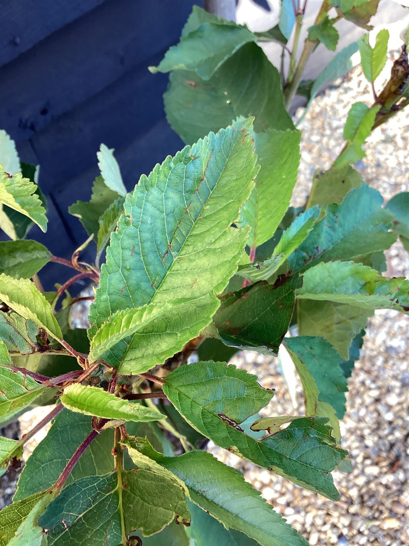 Prunus Avium 'Hedelfinger Riesenkirsche' - 100-120cm, 7lt