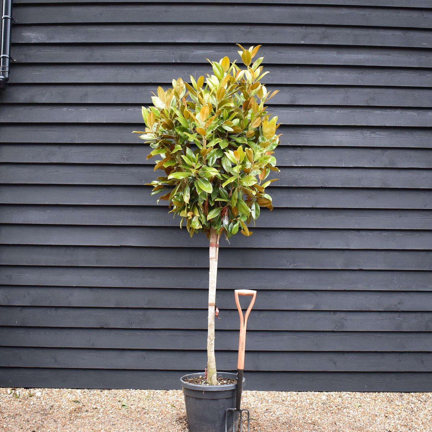 Magnolia grandiflora | Evergreen magnolia - Half Standard - Clear Stem 150cm - Height 200-220cm - 35lt