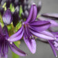 Agapanthus "Black Jack" | African Lily - 6lt