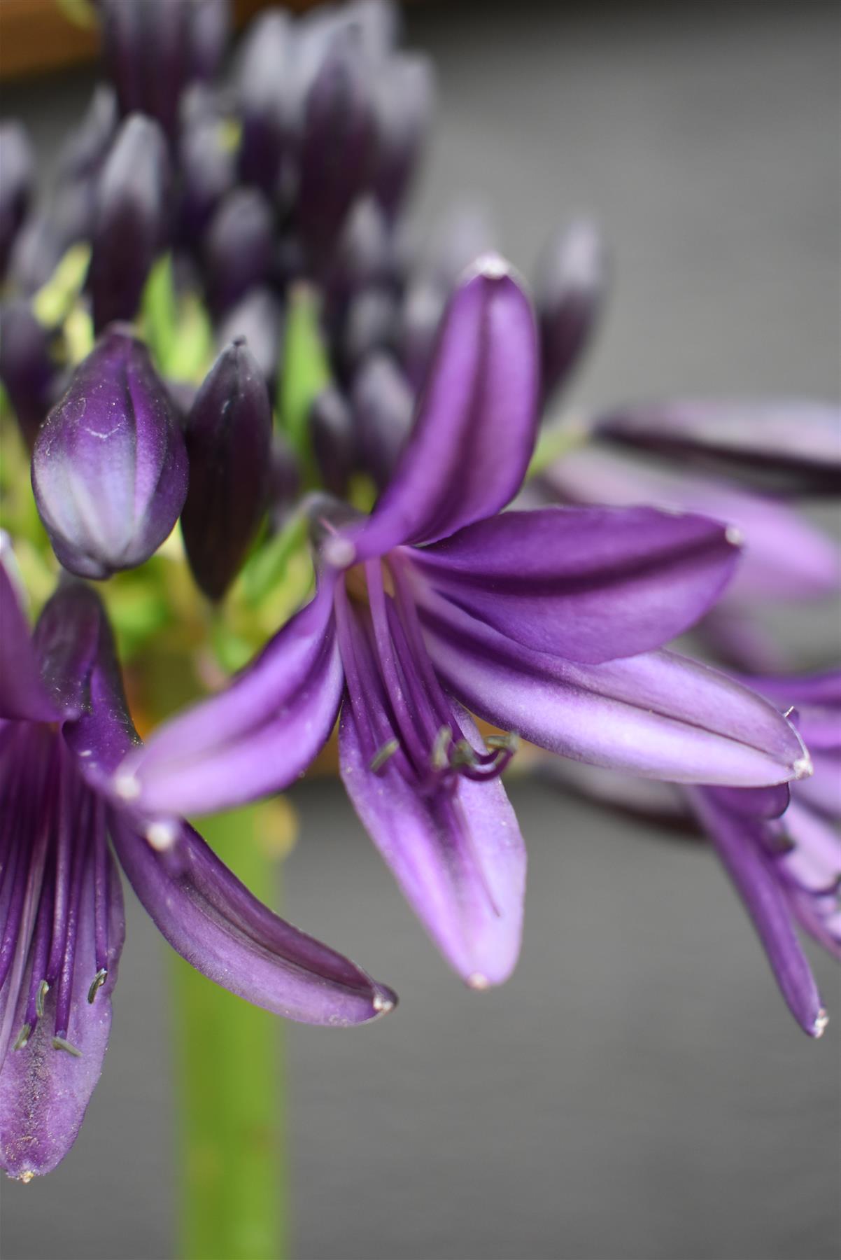 Agapanthus "Black Jack" | African Lily - 6lt