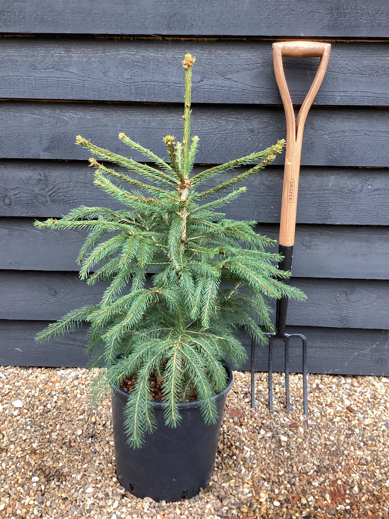 Classic Christmas Tree - Norway Spruce - Pot Grown | Picea abies - Height 70-90cm - 10lt