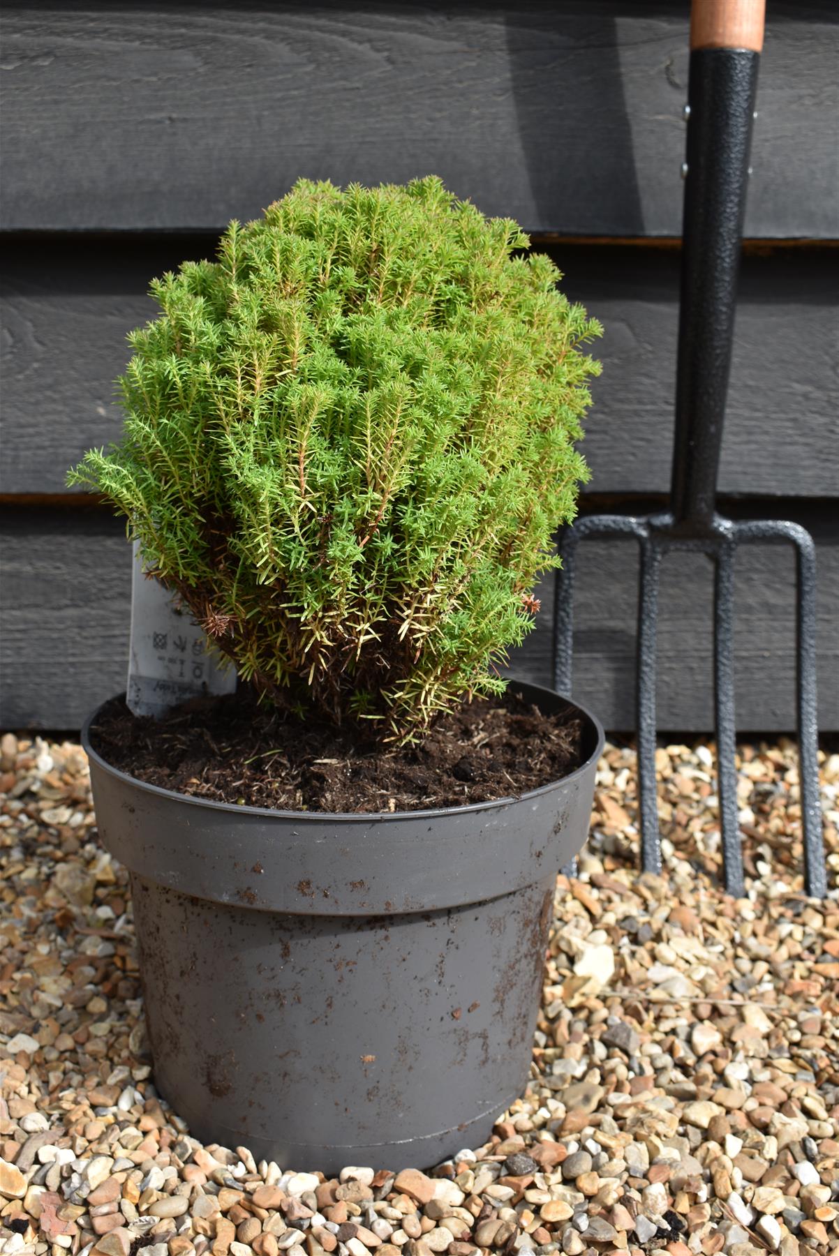 Thuja occidentalis 'Teddy' | Northern white-cedar Teddy - Width 20-25cm - Height 25cm - 5lt