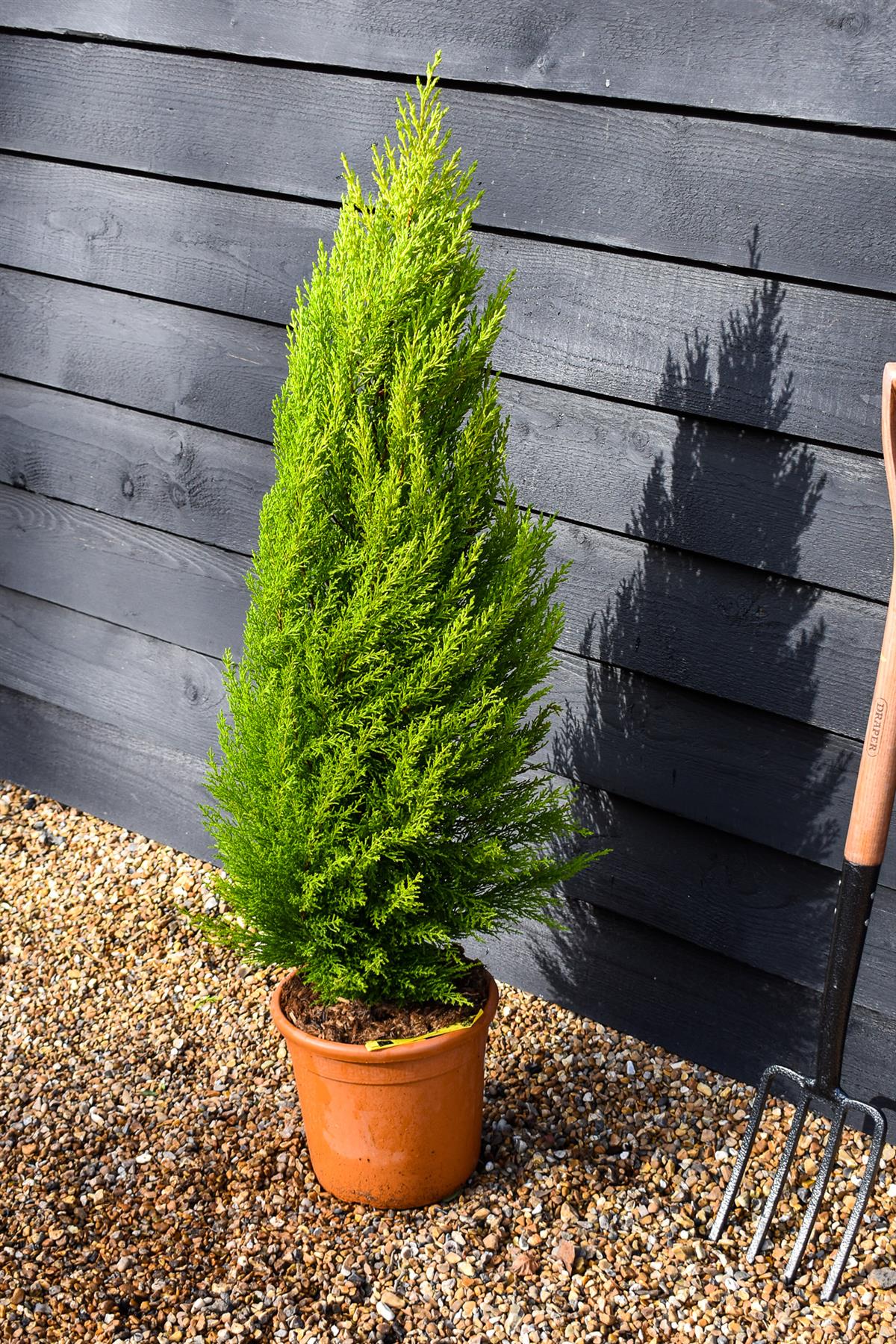 Cupressus macrocarpa 'Goldcrest' - Height 90-110cm - 10lt