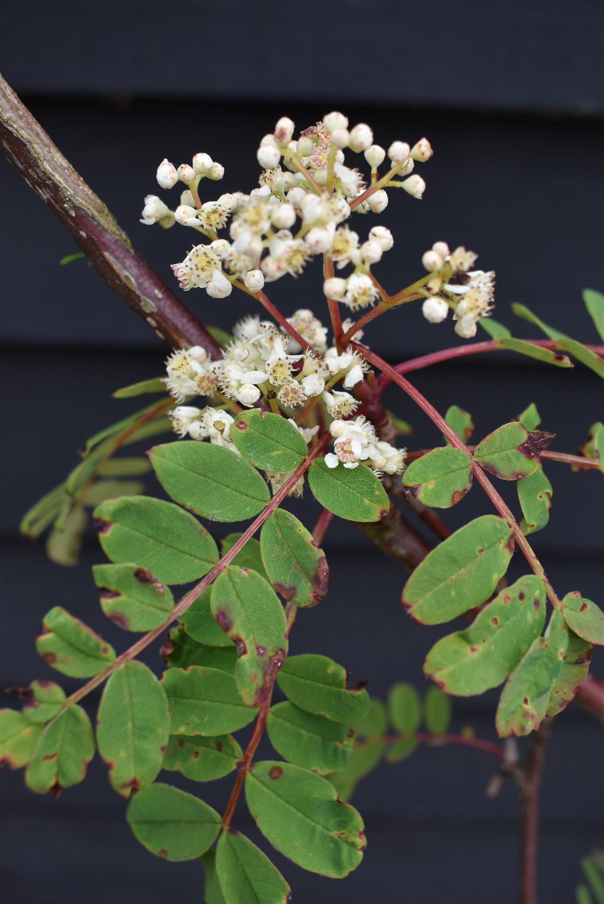 Sorbus pseudohupehensis 'Pink Pagoda' | Hupeh Rowan ‘Pink Pagoda’ - 200-250cm, 10lt