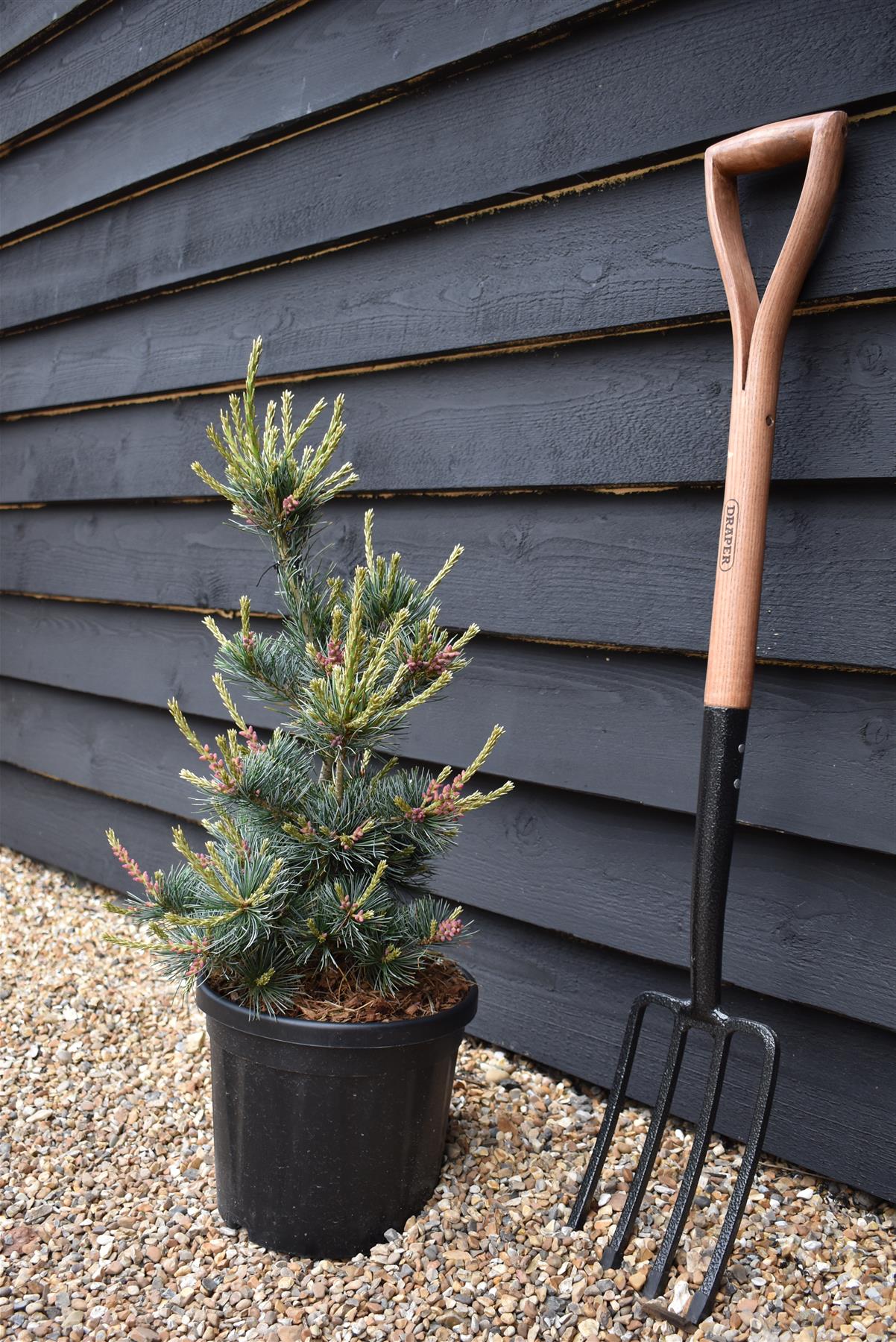 Pinus parviflora 'Negishi' | Japanese white pine - Height 50-60cm - Width 30cm - 10-12lt