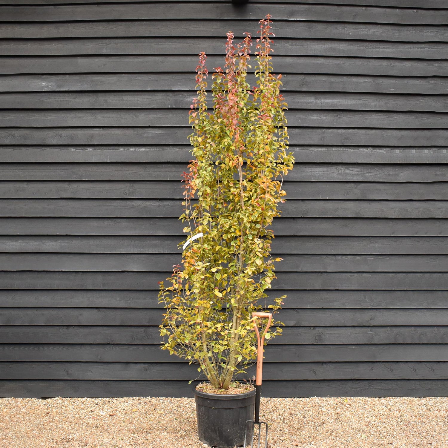 Persian Ironwood 'Persian Spire' | Parrotia persica 'Persian Spire' - Height 260-300cm - 55lt