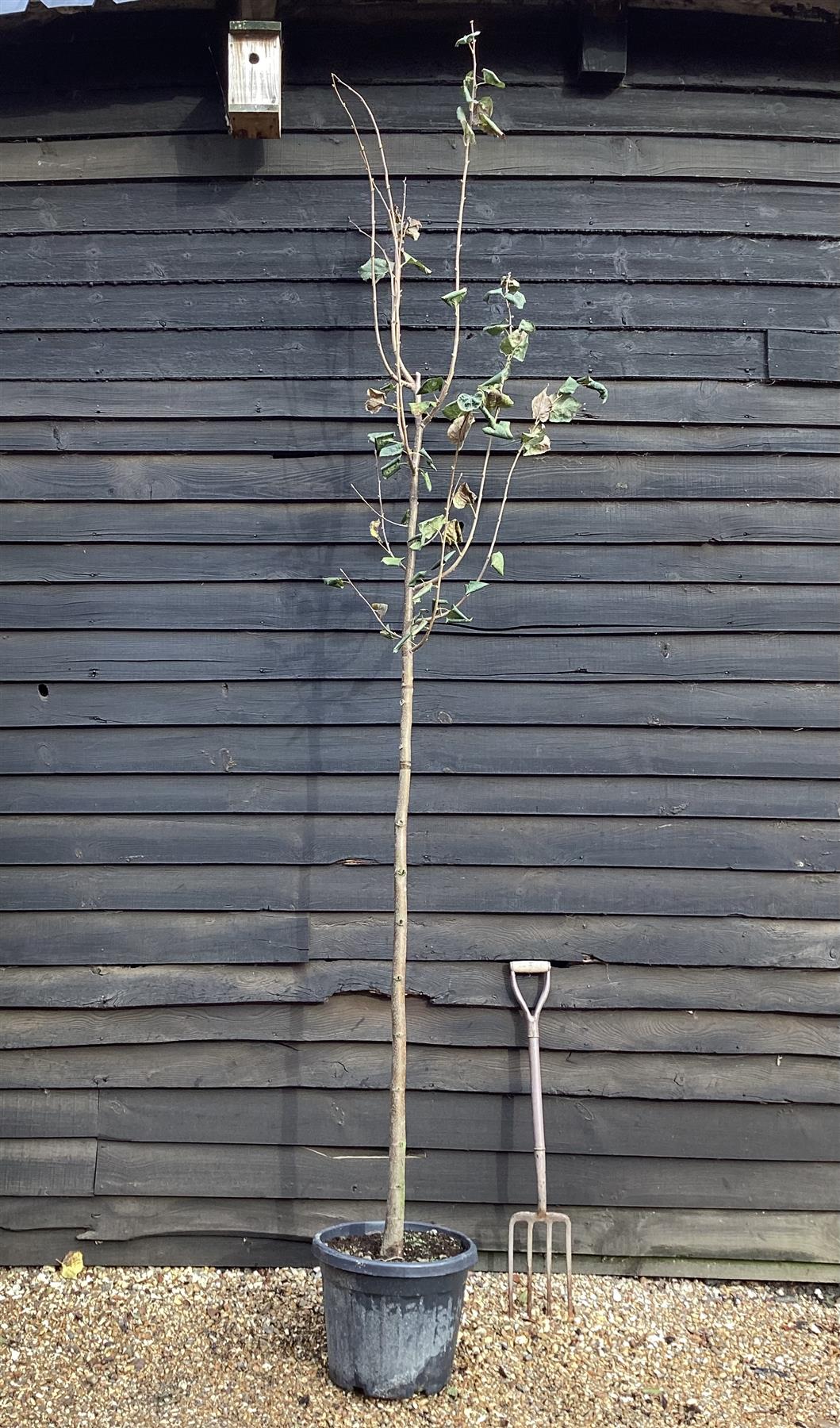 Tilia cordata Green Spire | Littleleaf Linden | Small-leaved Lime - Clear Stem - Standard - Girth 10-12cm - Height 300-320cm - 35lt