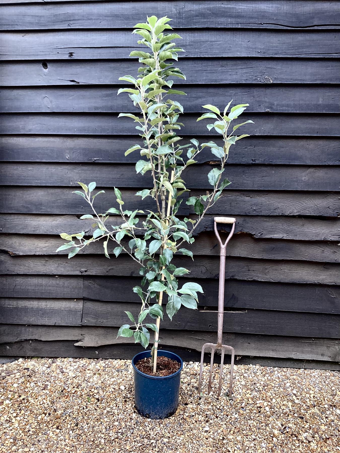 Apple tree 'Egremont Russet' | Malus domestica - MM106 - Semi-Dwarfing - 160-180cm - 10lt