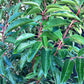 Prunus lusitanica 'Myrtifolia' - Bushy - 200-220cm - 50lt