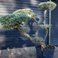 Olive Tree | Olea Europea - Specimen - Triple branch cloud - 7 Clouds plated - Height 200cm - 285lt