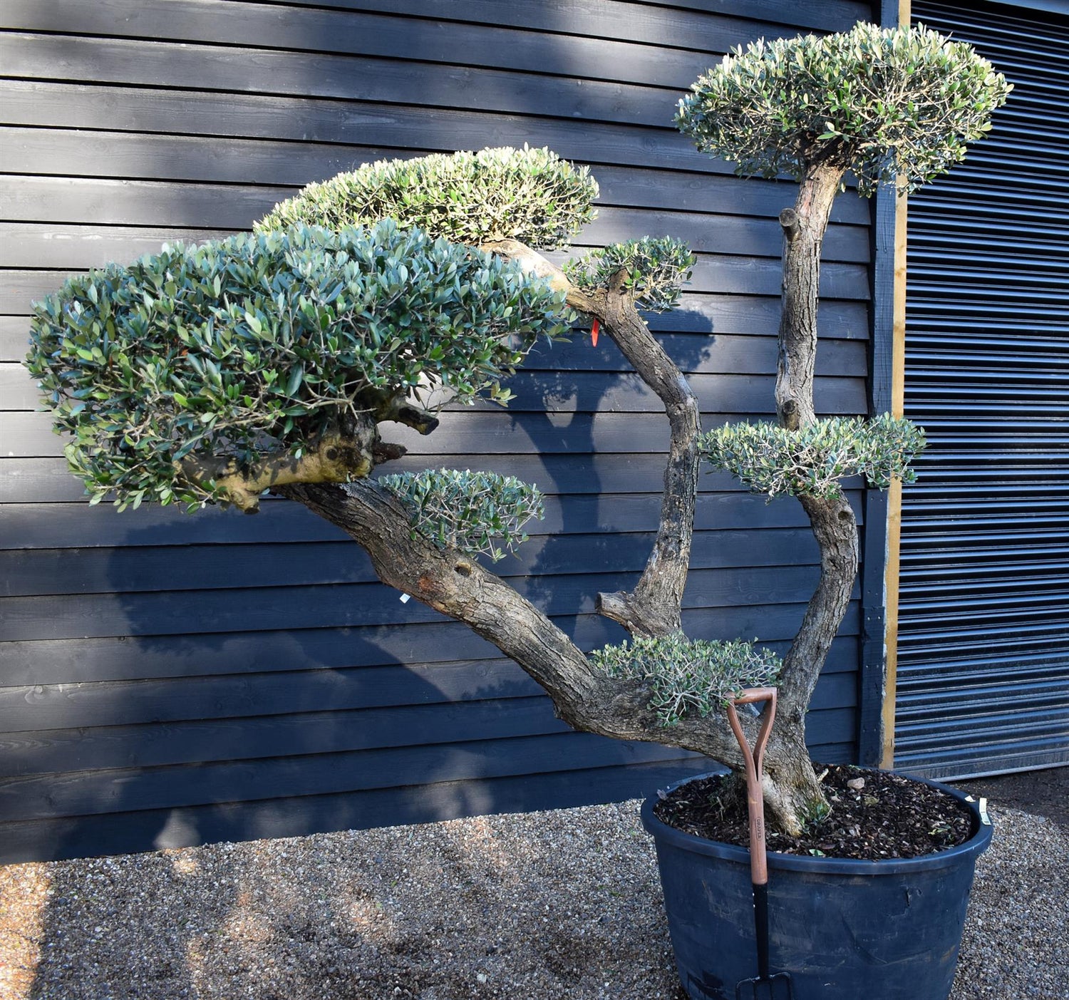 Olive Tree | Olea Europea - Specimen - Triple branch cloud - 7 Clouds plated - Height 200cm - 285lt