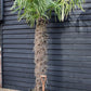 Windmill palm | Trachycarpus fortunei - Stem 170-180cm - Height 240-260cm - 90lt